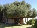 زیتون معمولی